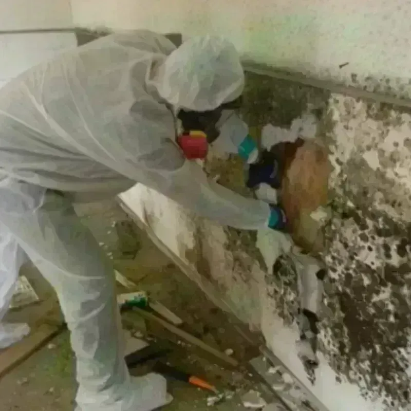 Mold Remediation and Removal in Herriman, UT